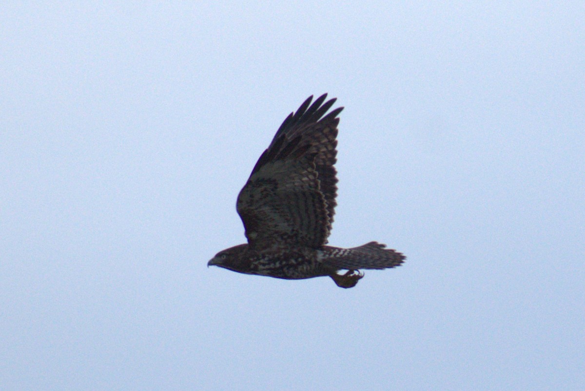 Red-tailed Hawk - ML647195249