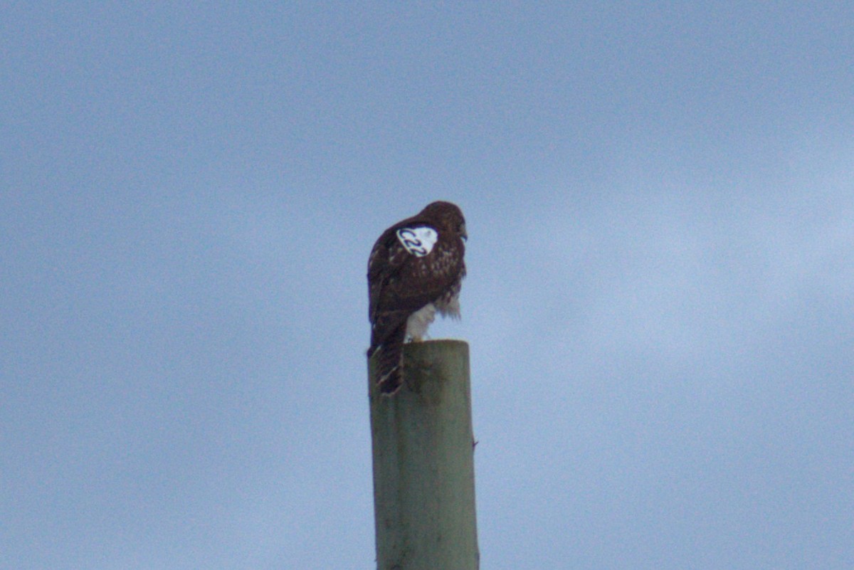 Red-tailed Hawk - ML647195250