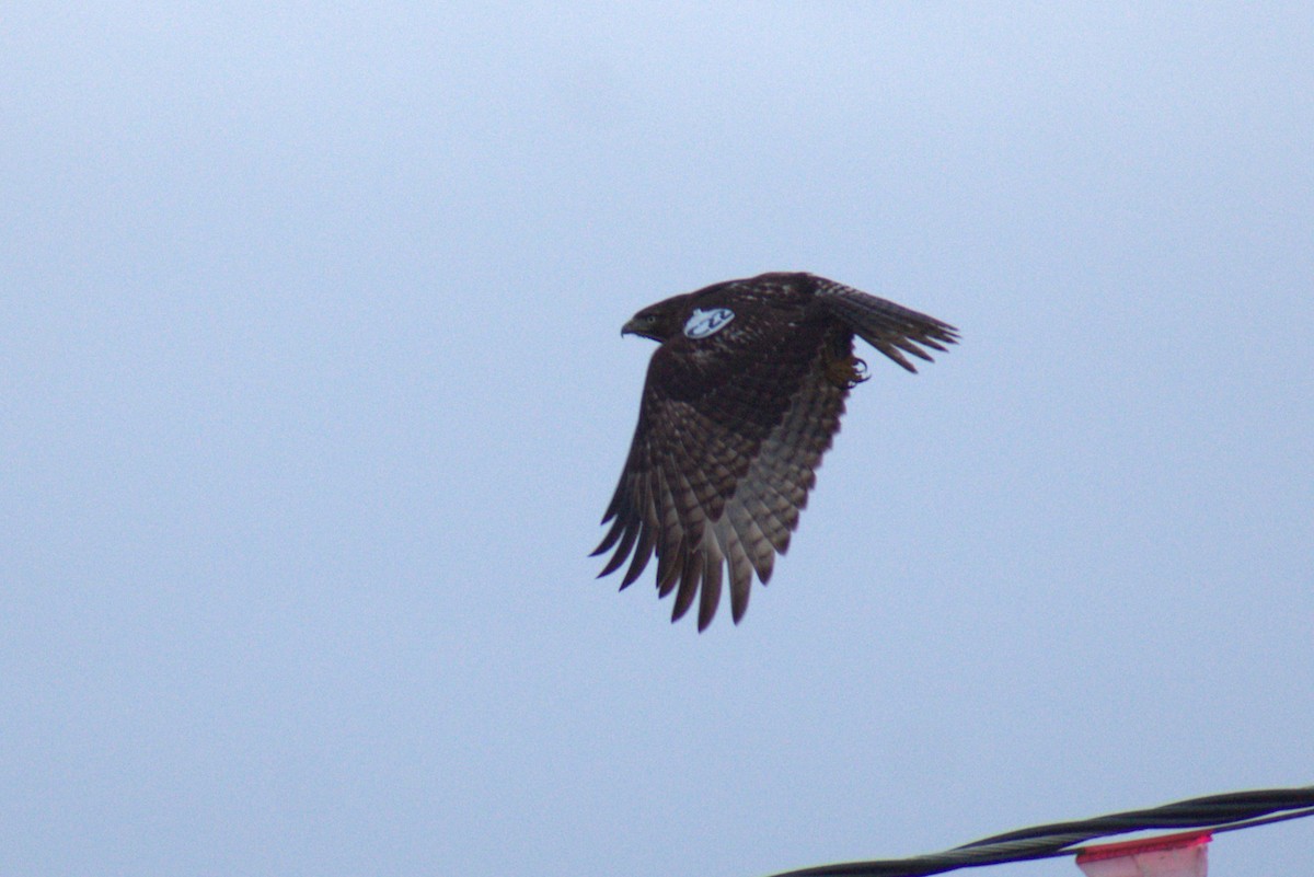 Red-tailed Hawk - ML647195251