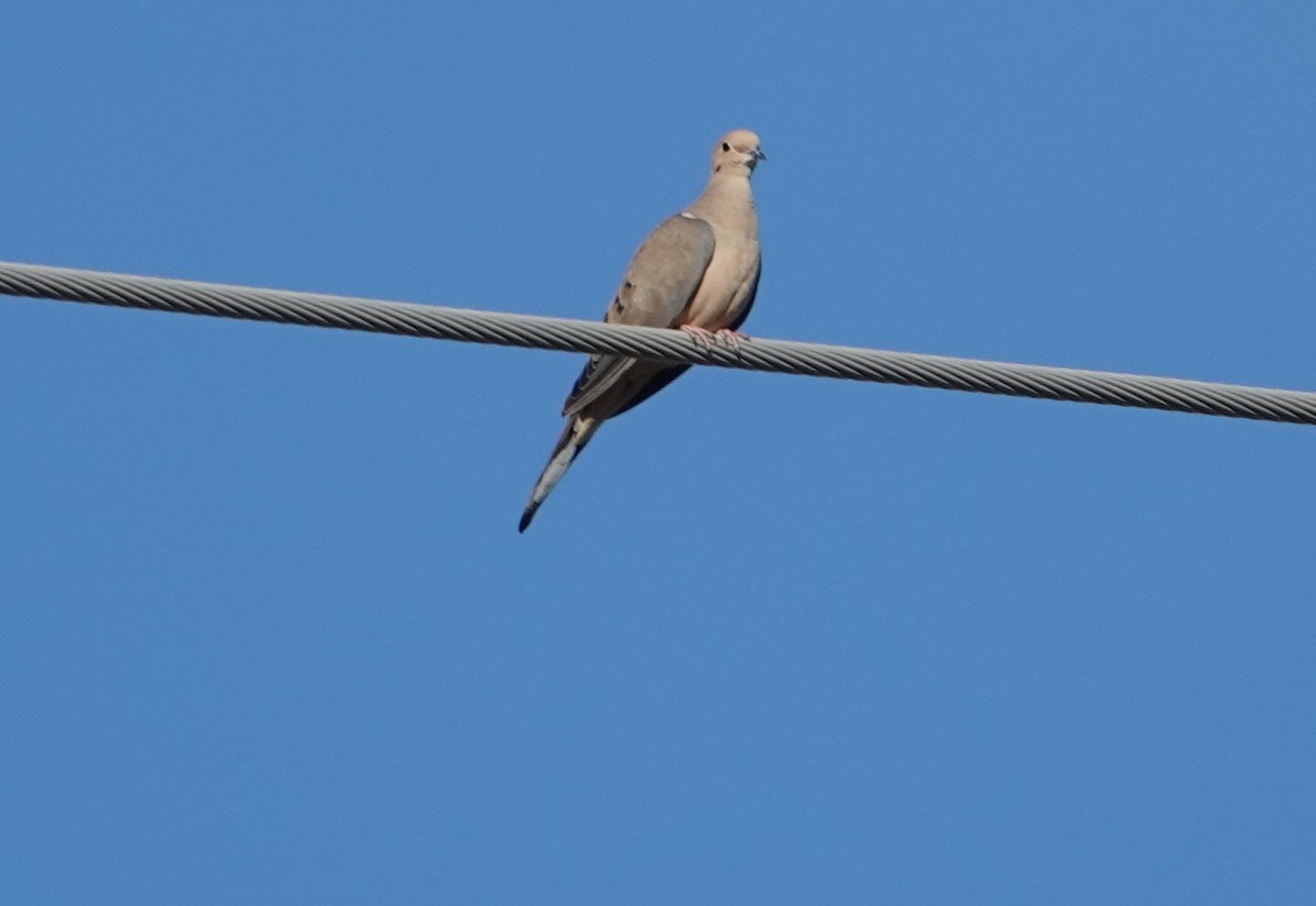 Mourning Dove - ML647195253