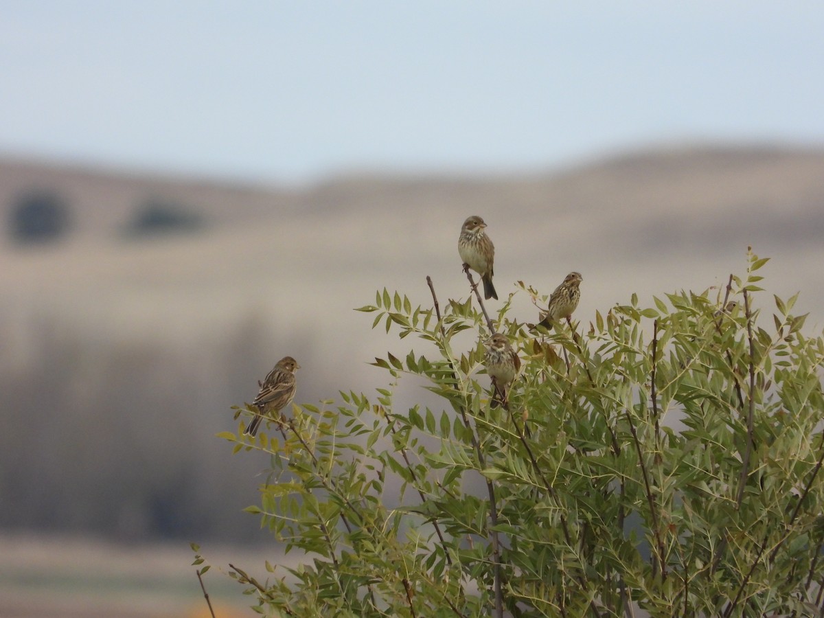 Corn Bunting - ML647195254