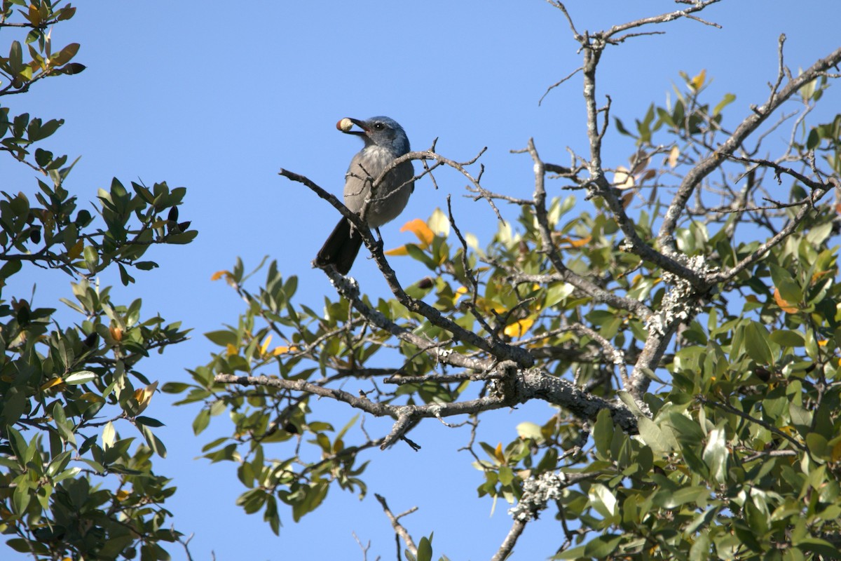 Woodhouse's Scrub-Jay - ML647195259