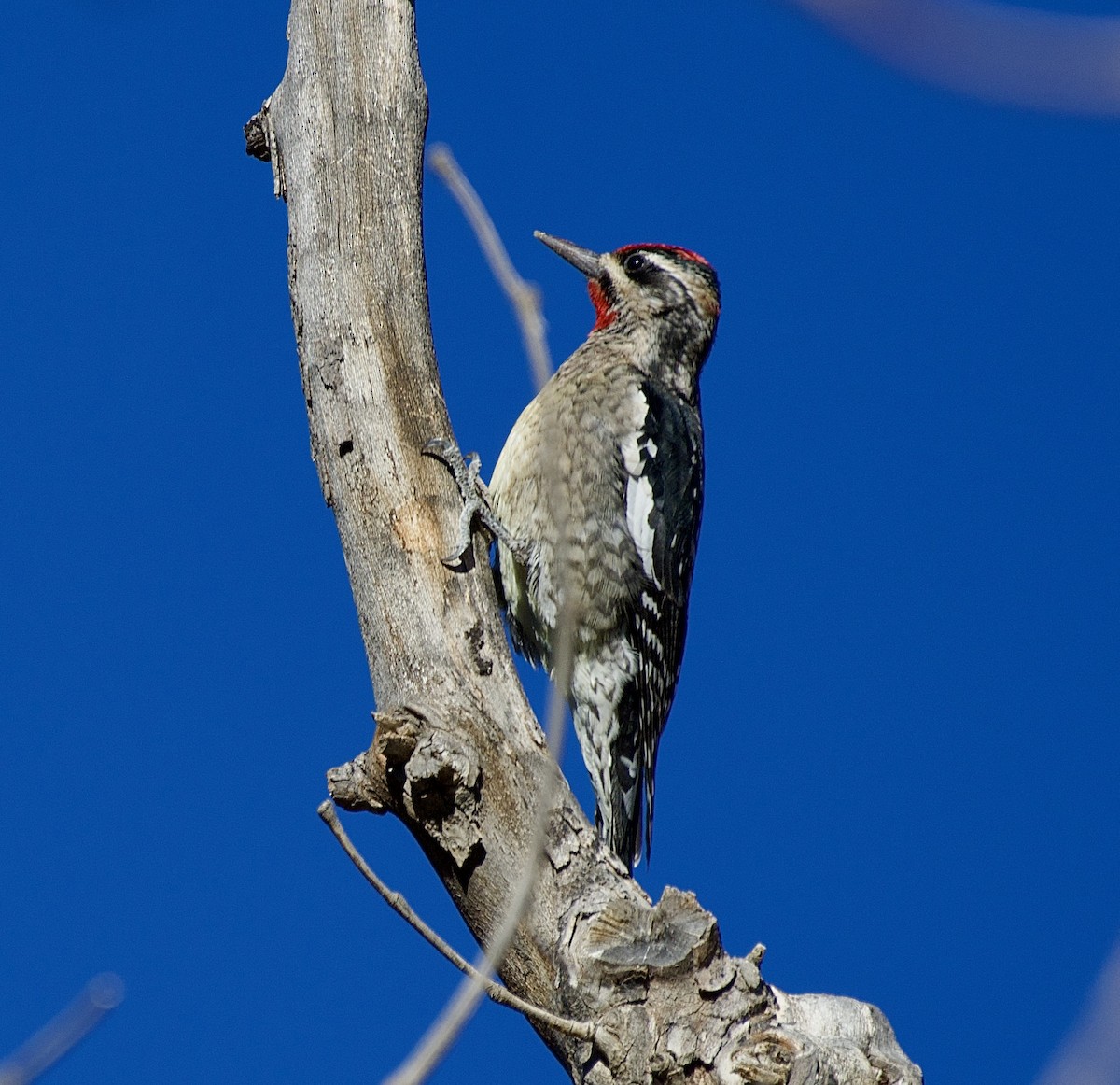 Red-naped Sapsucker - ML647195266