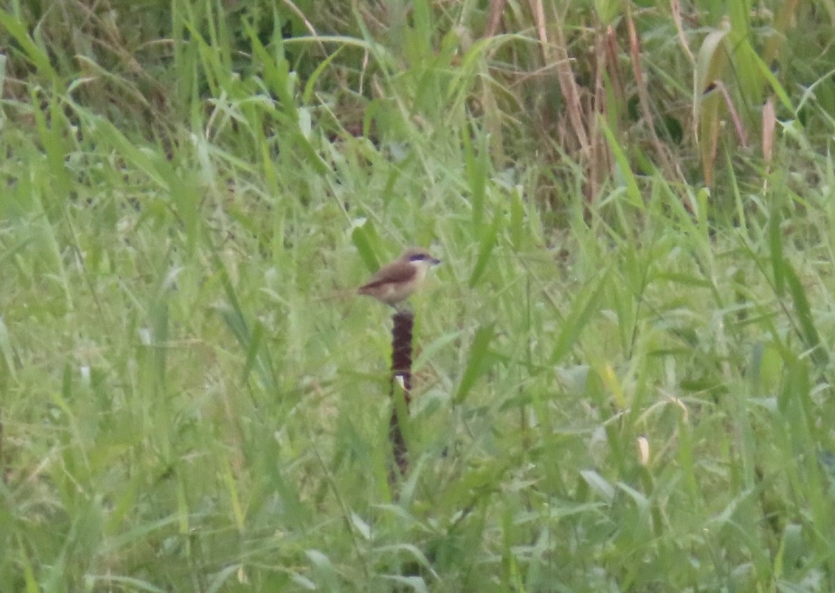 Brown Shrike - ML647195287
