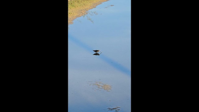 Баранець американський - ML647195302