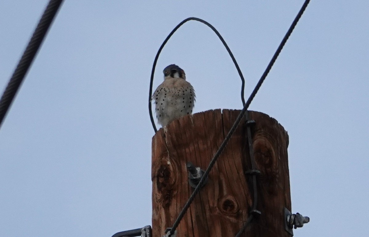 American Kestrel - ML647195315