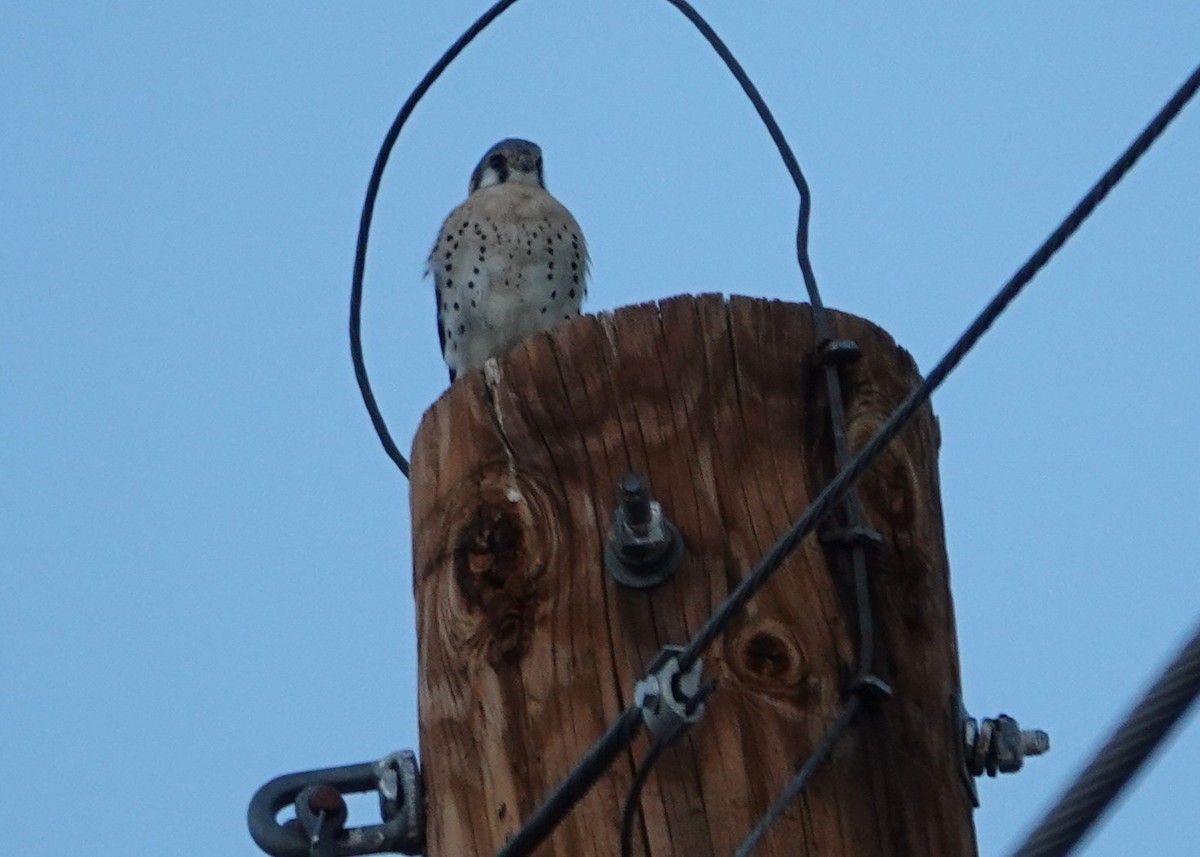American Kestrel - ML647195316