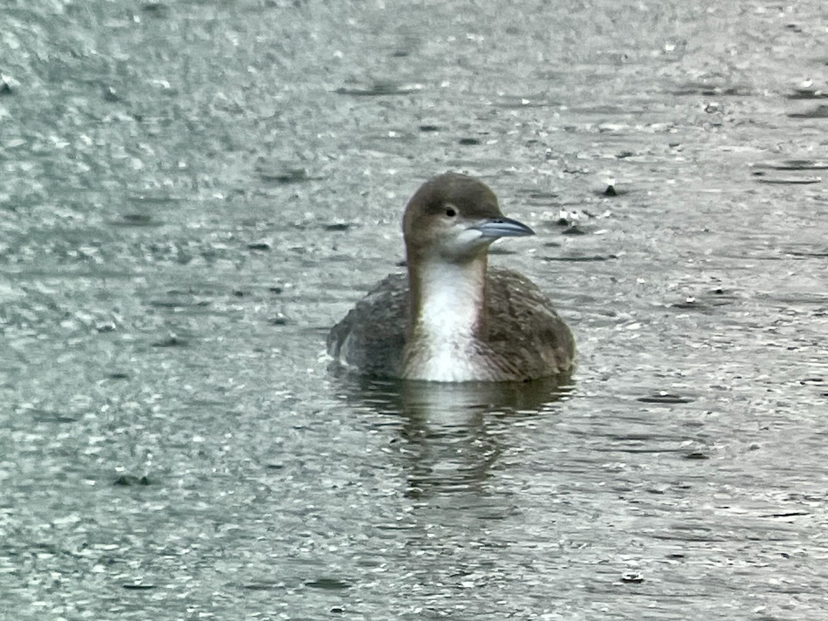 Pacific Loon - ML647195318