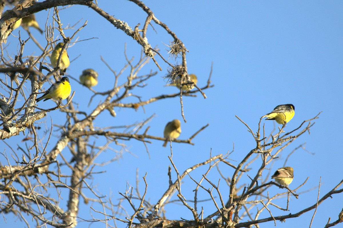 Lesser Goldfinch - ML647195322