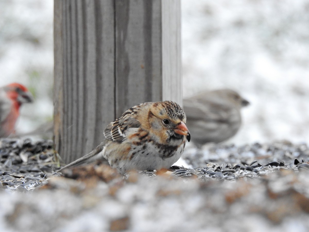 Harris's Sparrow - ML647195324