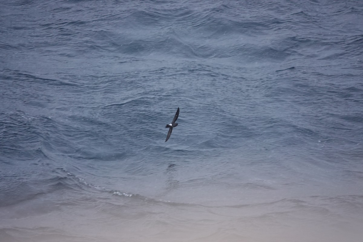 Wilson's Storm-Petrel - ML647195325