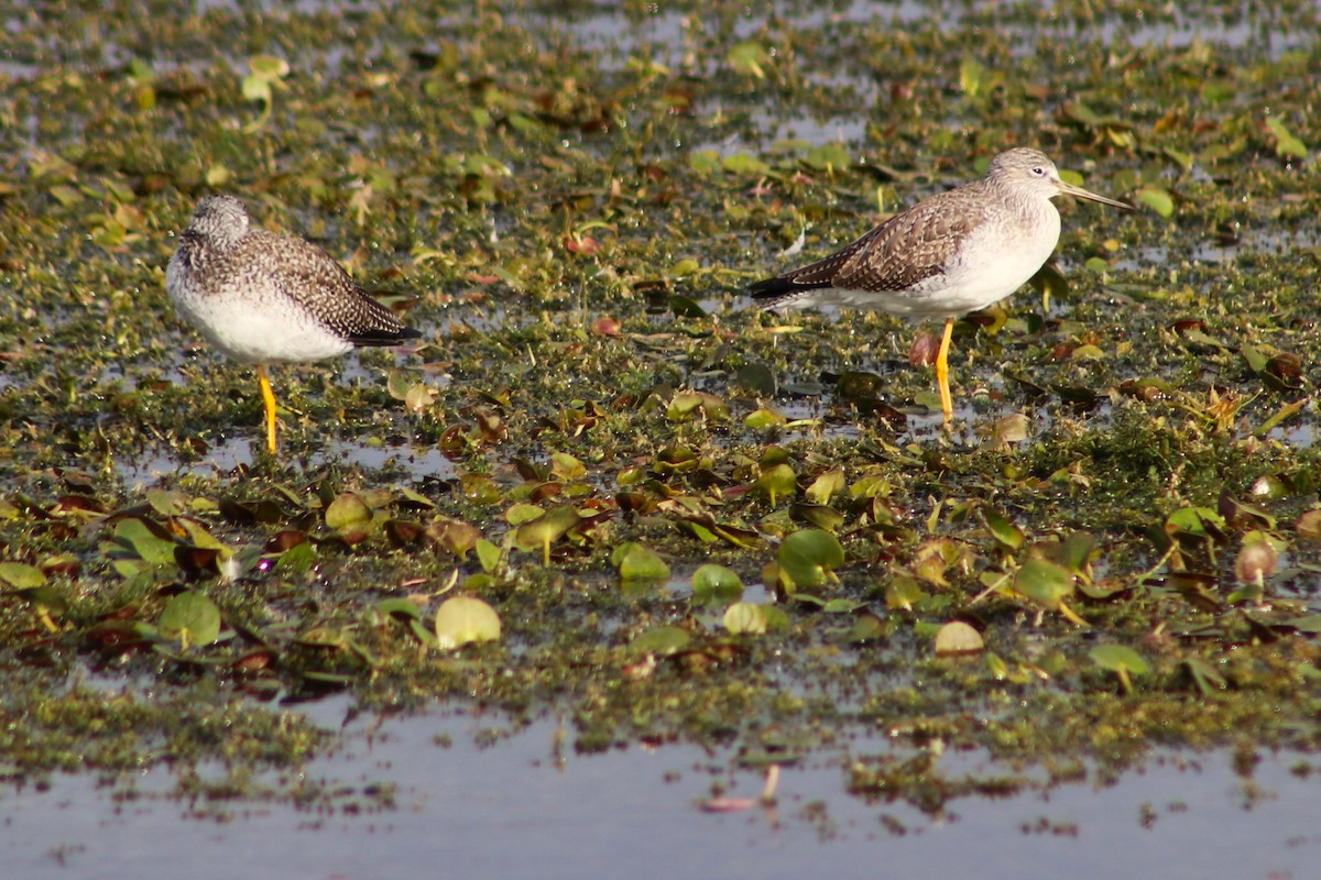Greater Yellowlegs - ML647195326