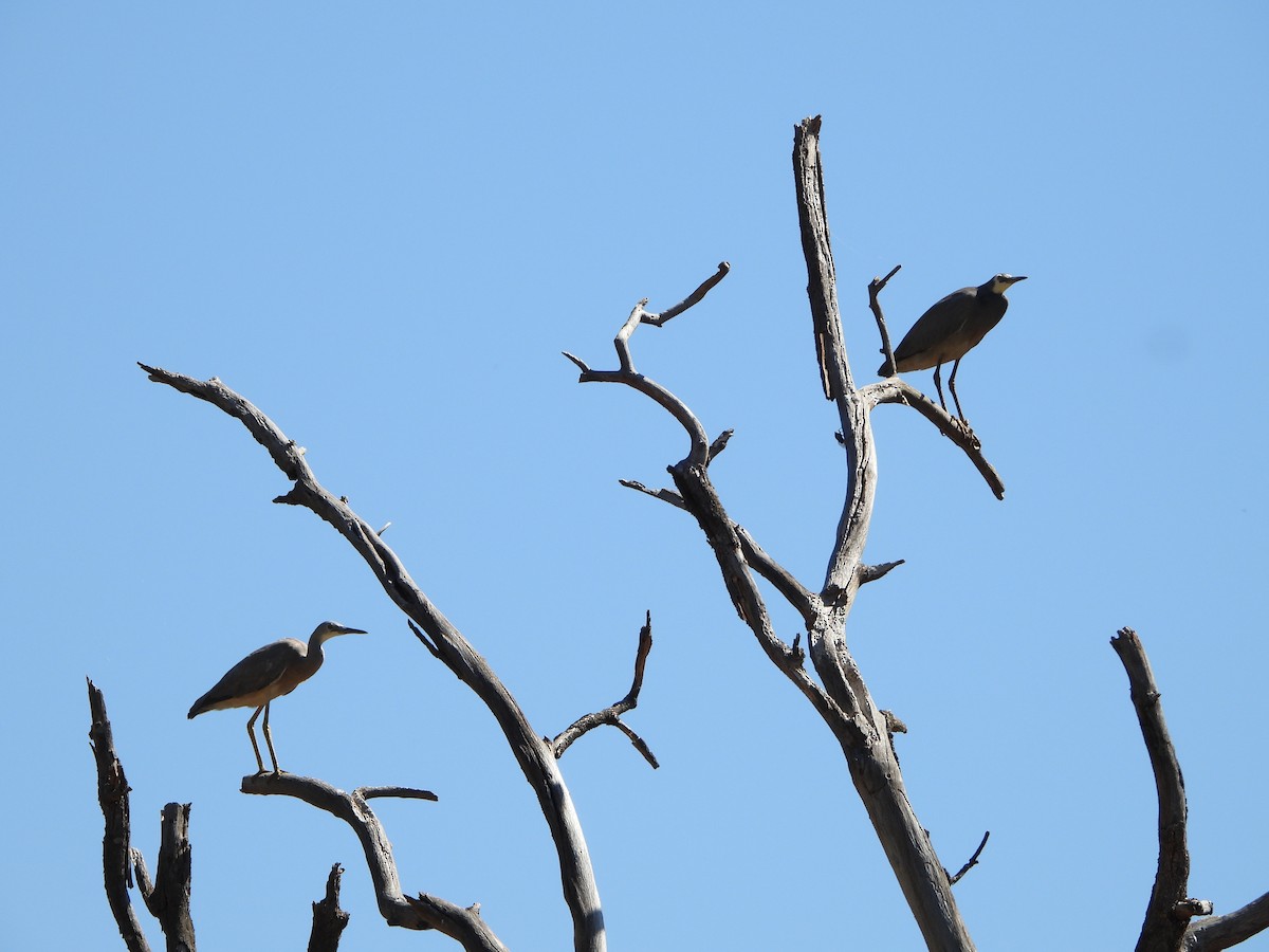 White-faced Heron - ML647195327