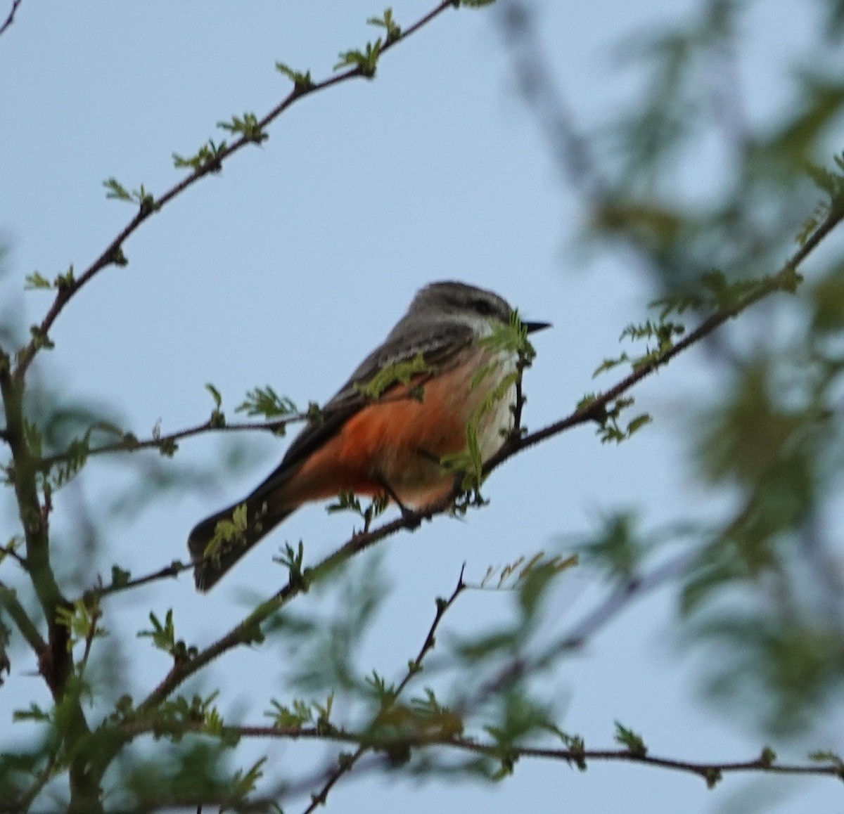 Vermilion Flycatcher - ML647195328