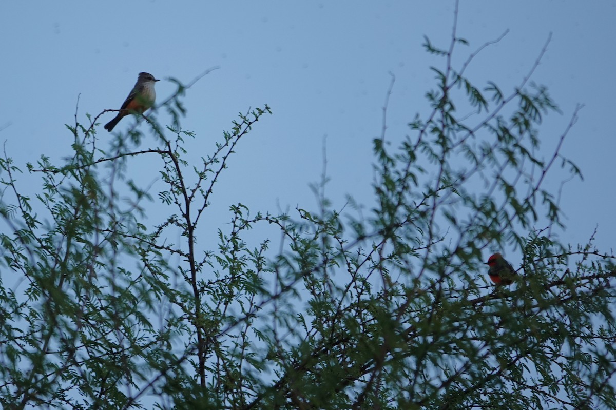 Vermilion Flycatcher - ML647195329