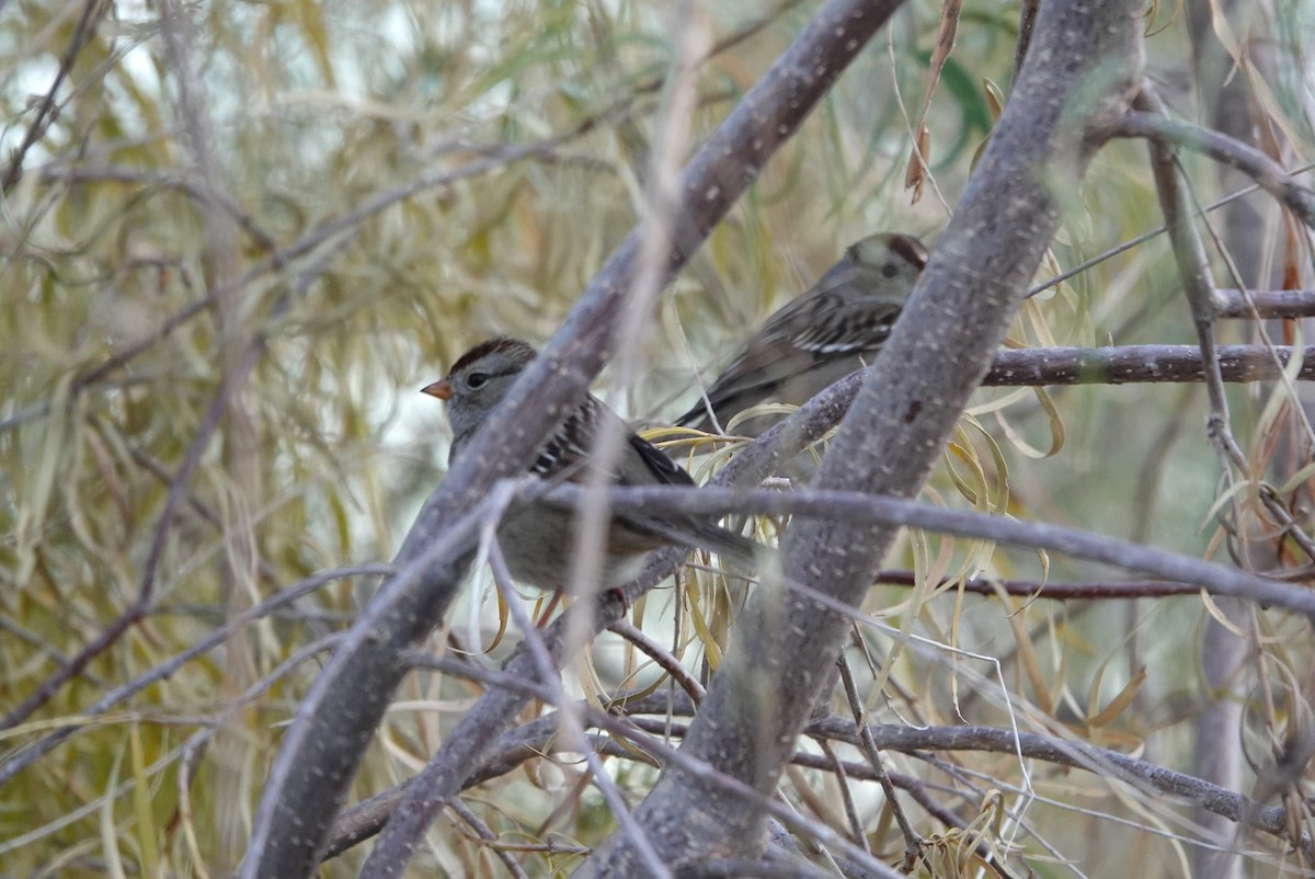 White-crowned Sparrow - ML647195331