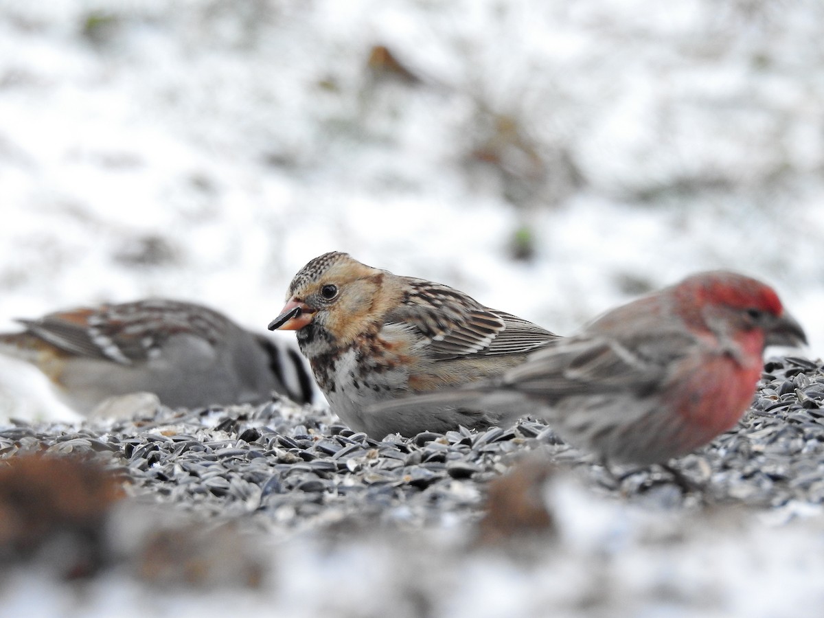 Harris's Sparrow - ML647195332