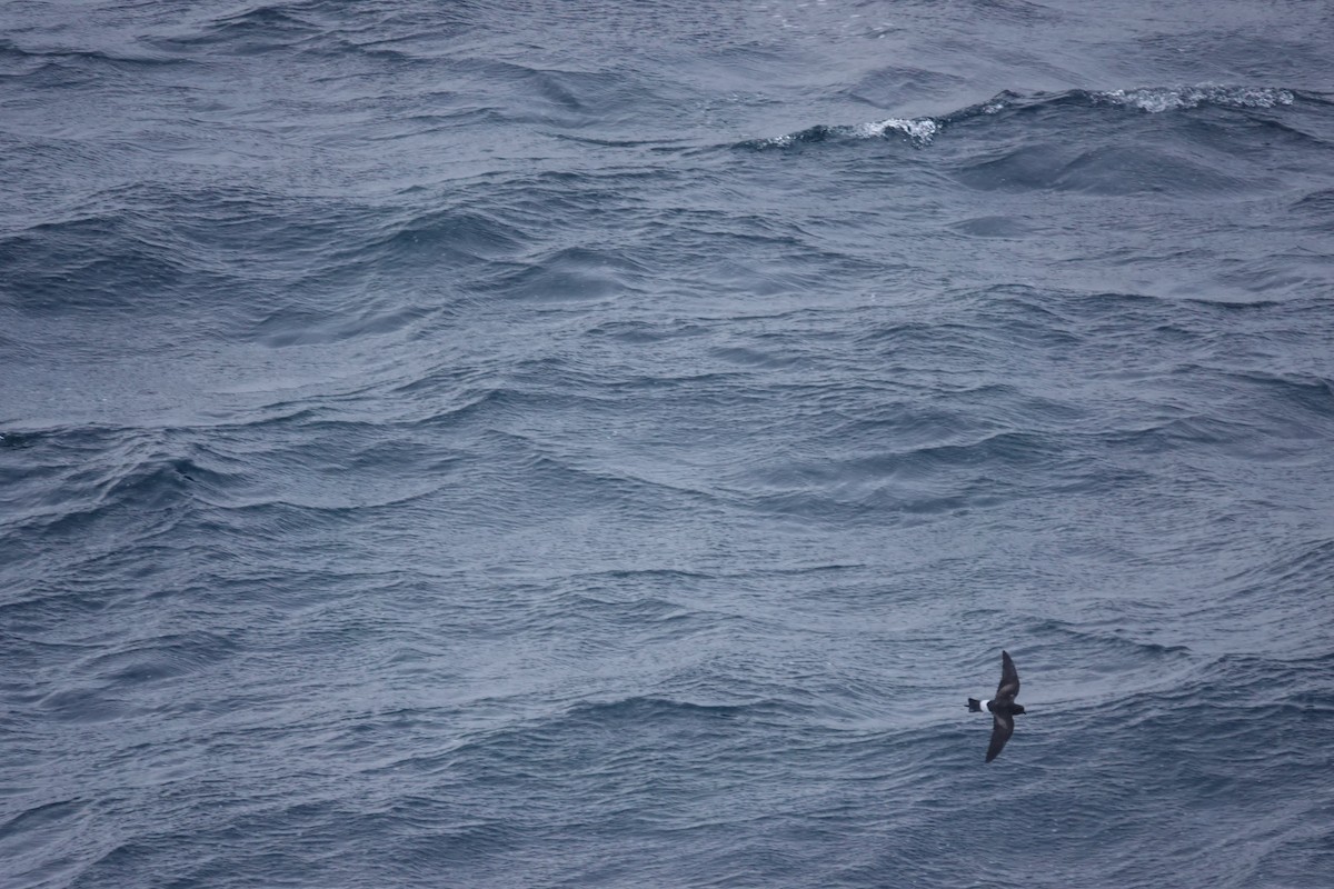 Wilson's Storm-Petrel - ML647195333