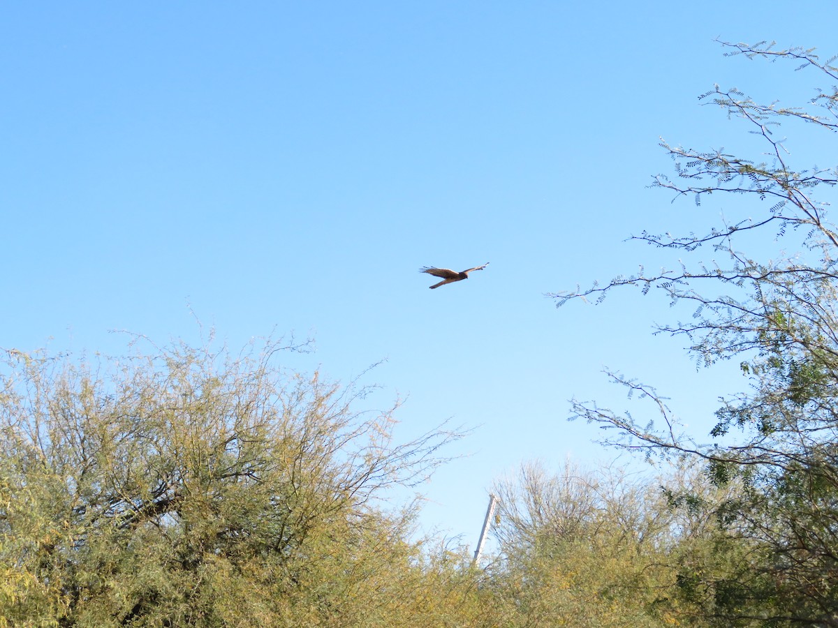 Northern Harrier - ML647195335