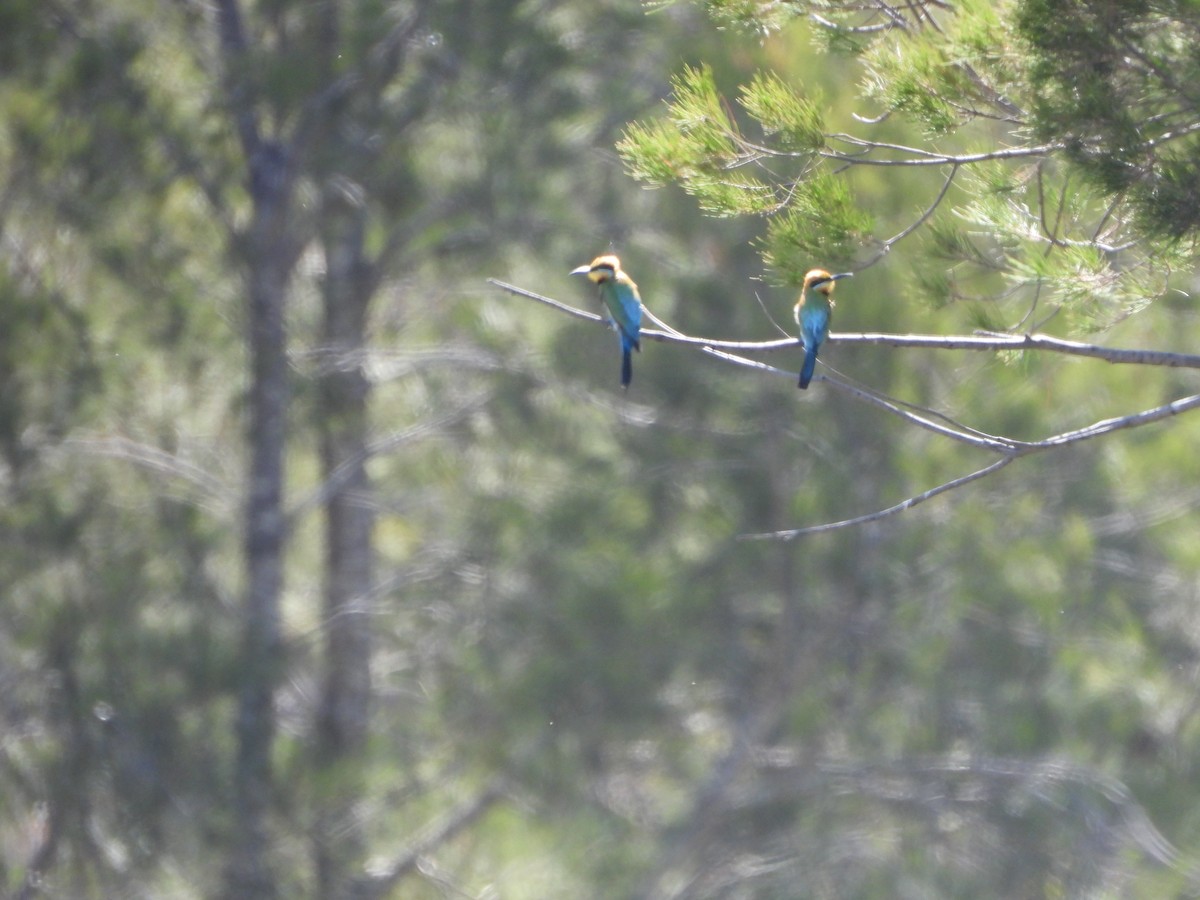 Rainbow Bee-eater - ML647195337