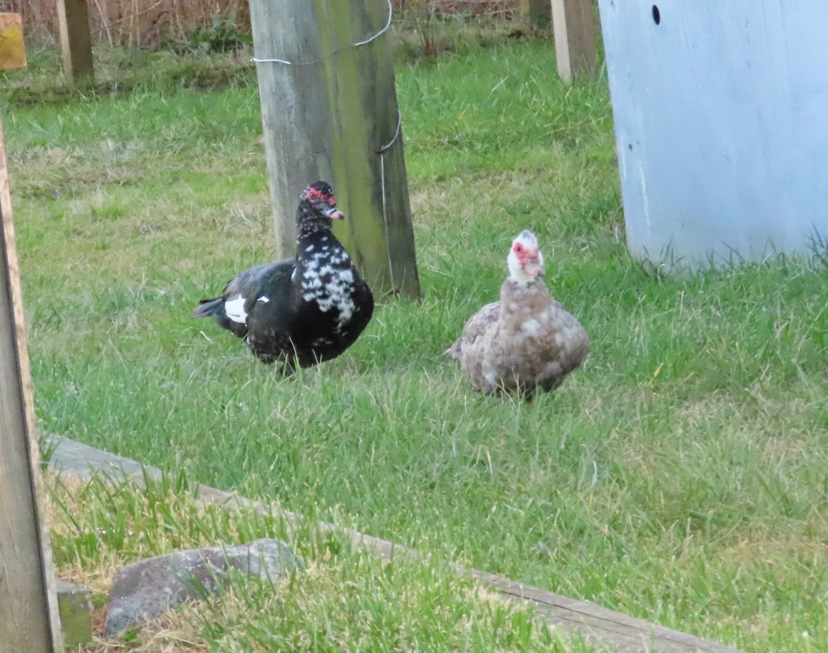 Muscovy Duck (Domestic type) - ML647195338