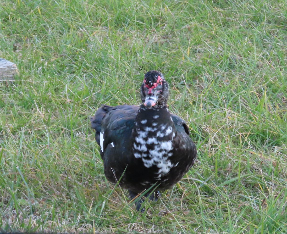 Muscovy Duck (Domestic type) - ML647195339