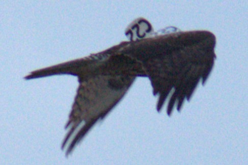Red-tailed Hawk - ML647195340