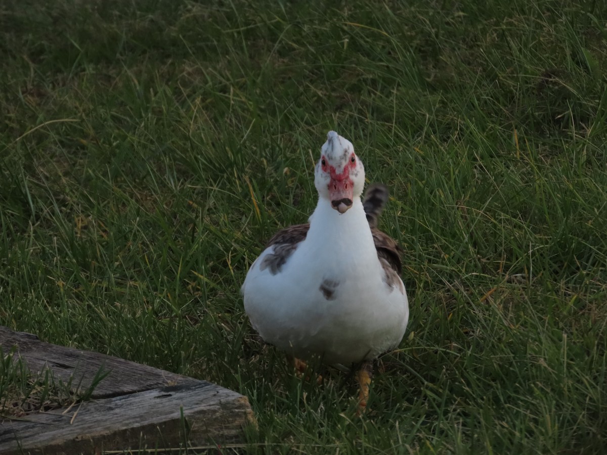 Muscovy Duck (Domestic type) - ML647195341
