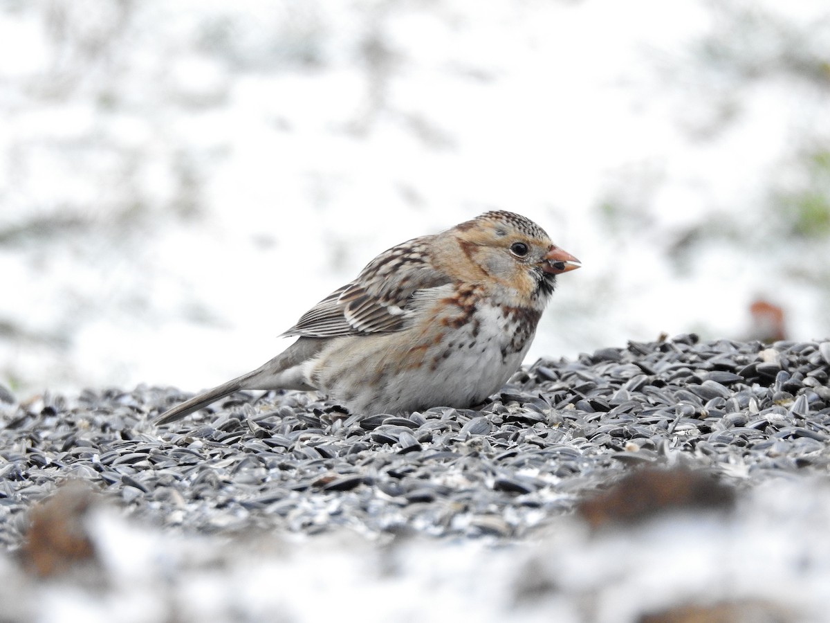 Harris's Sparrow - ML647195342