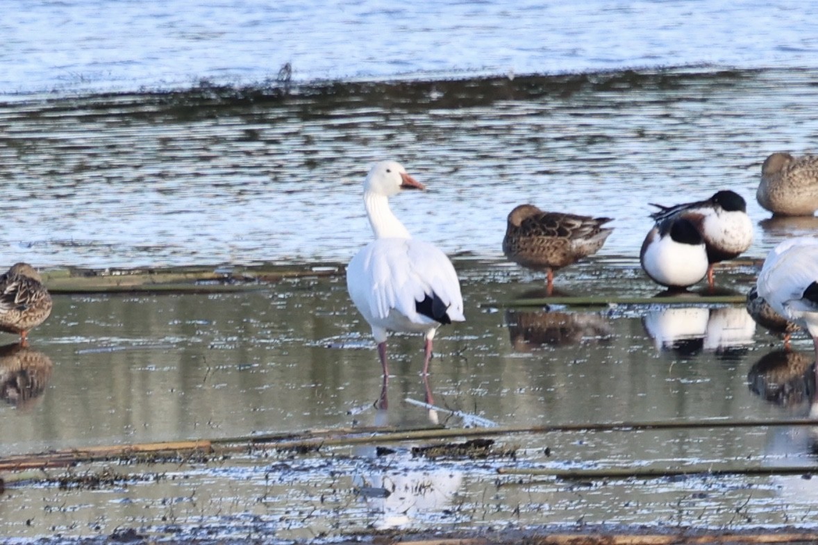 Snow Goose - ML647195343