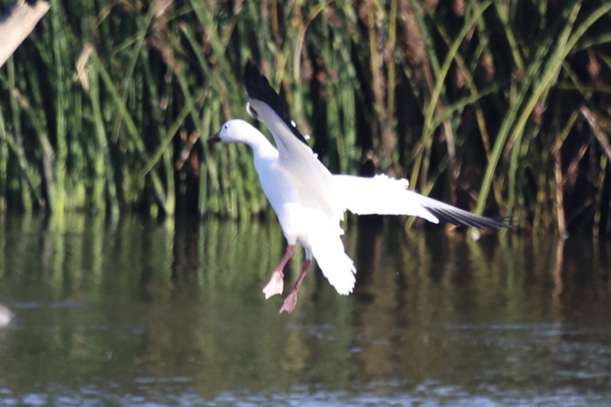 Snow Goose - ML647195344