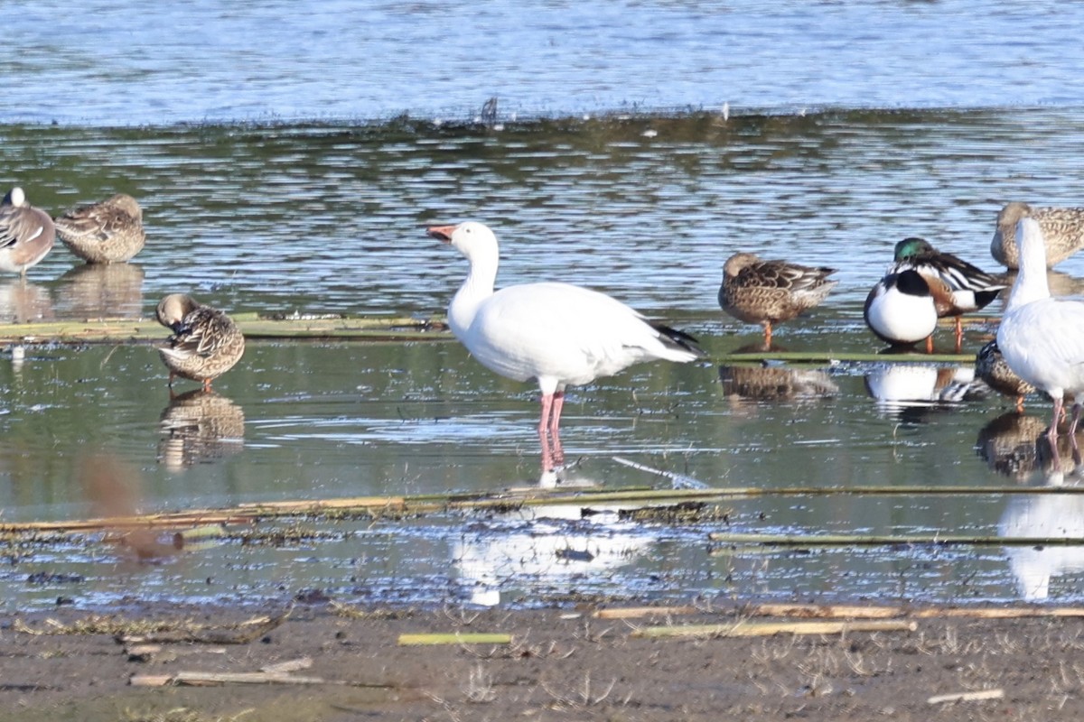 Snow Goose - ML647195345