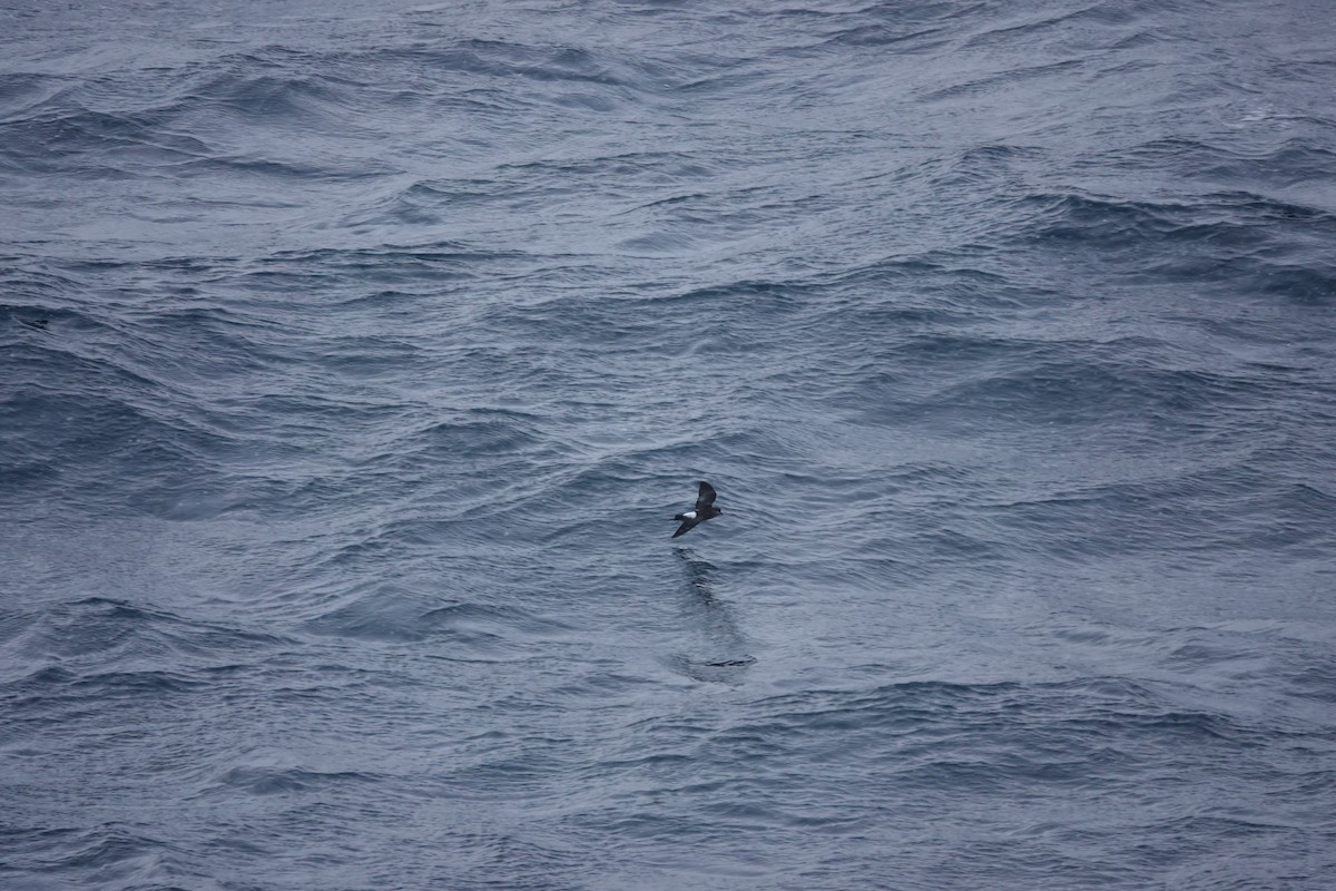 Wilson's Storm-Petrel - ML647195347