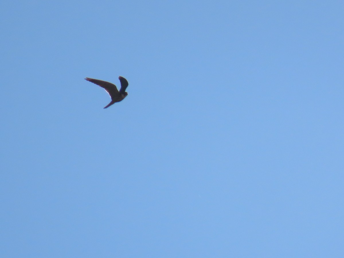 Alcotán Europeo - ML647195369