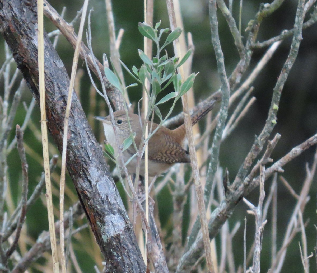 Northern House Wren - ML647195388