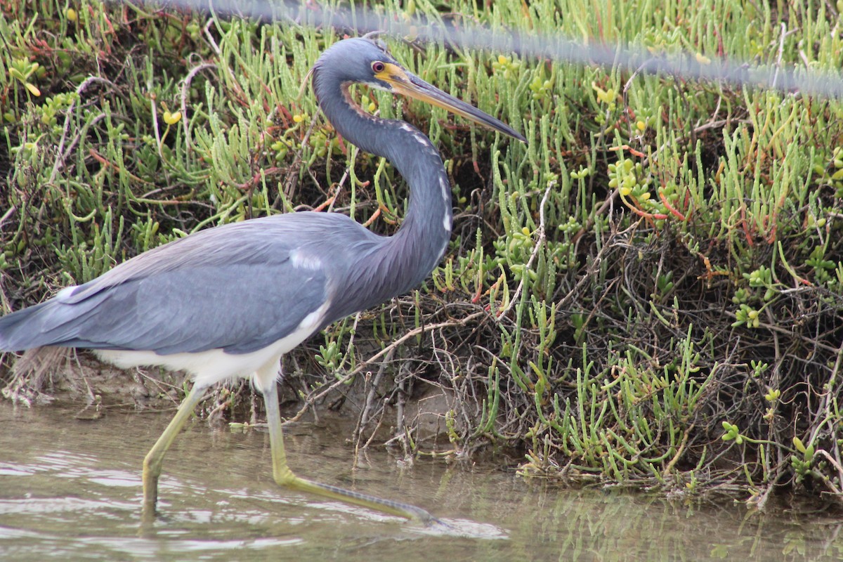 Трёхцветная цапля - ML647195392