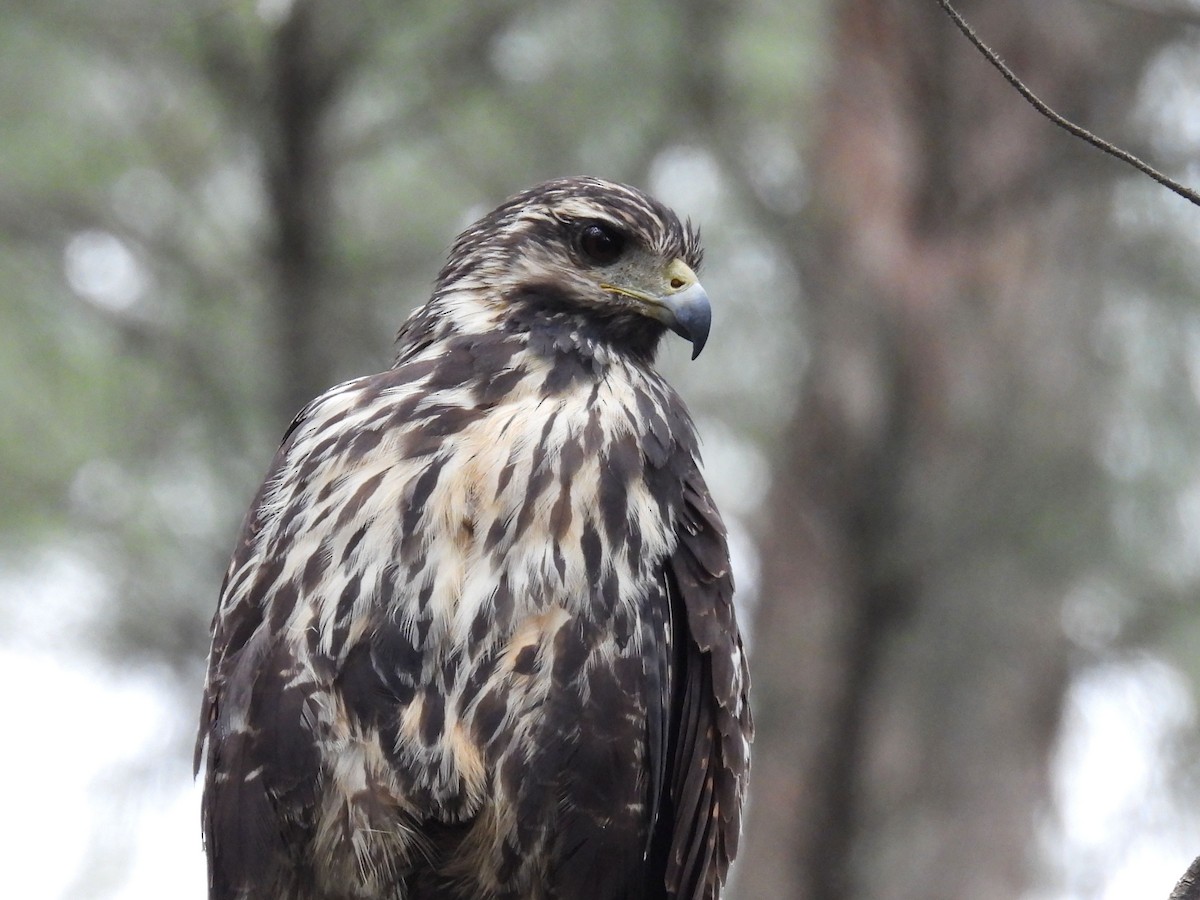 Common Black Hawk - ML647195401