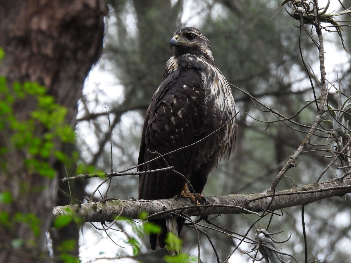 Common Black Hawk - ML647195402