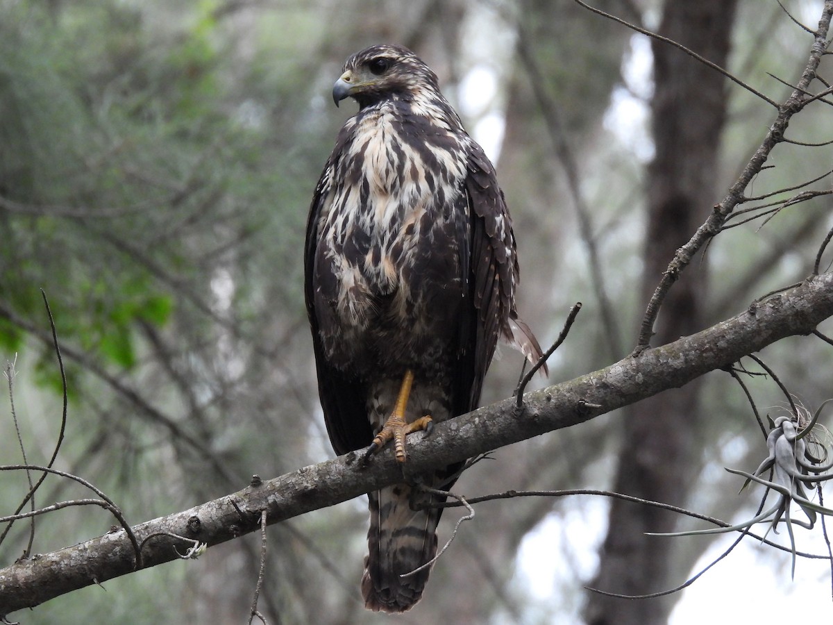Common Black Hawk - ML647195403