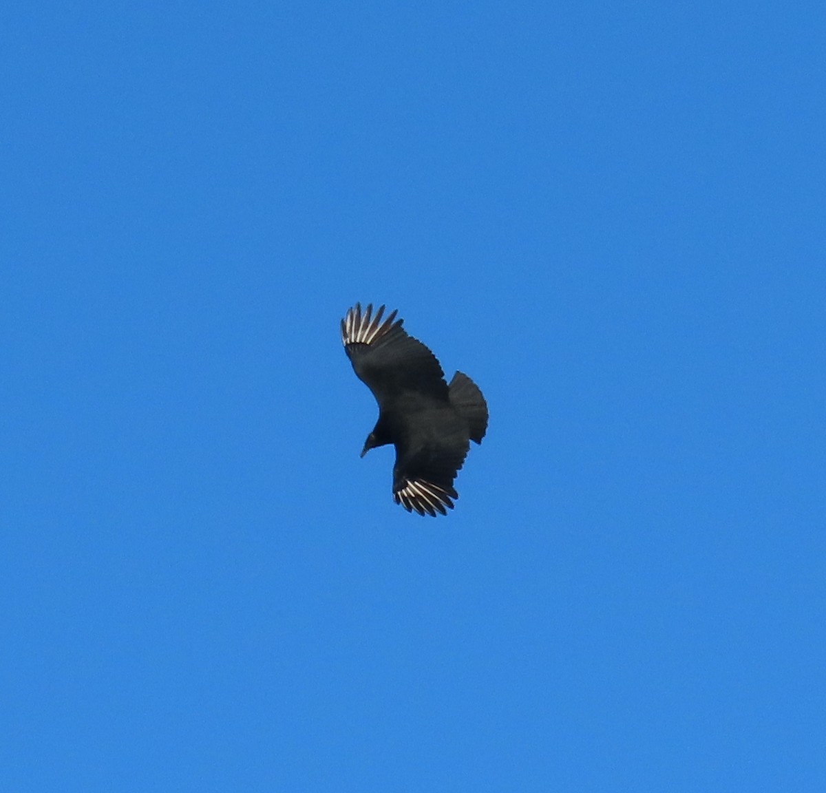 Black Vulture - ML647195413
