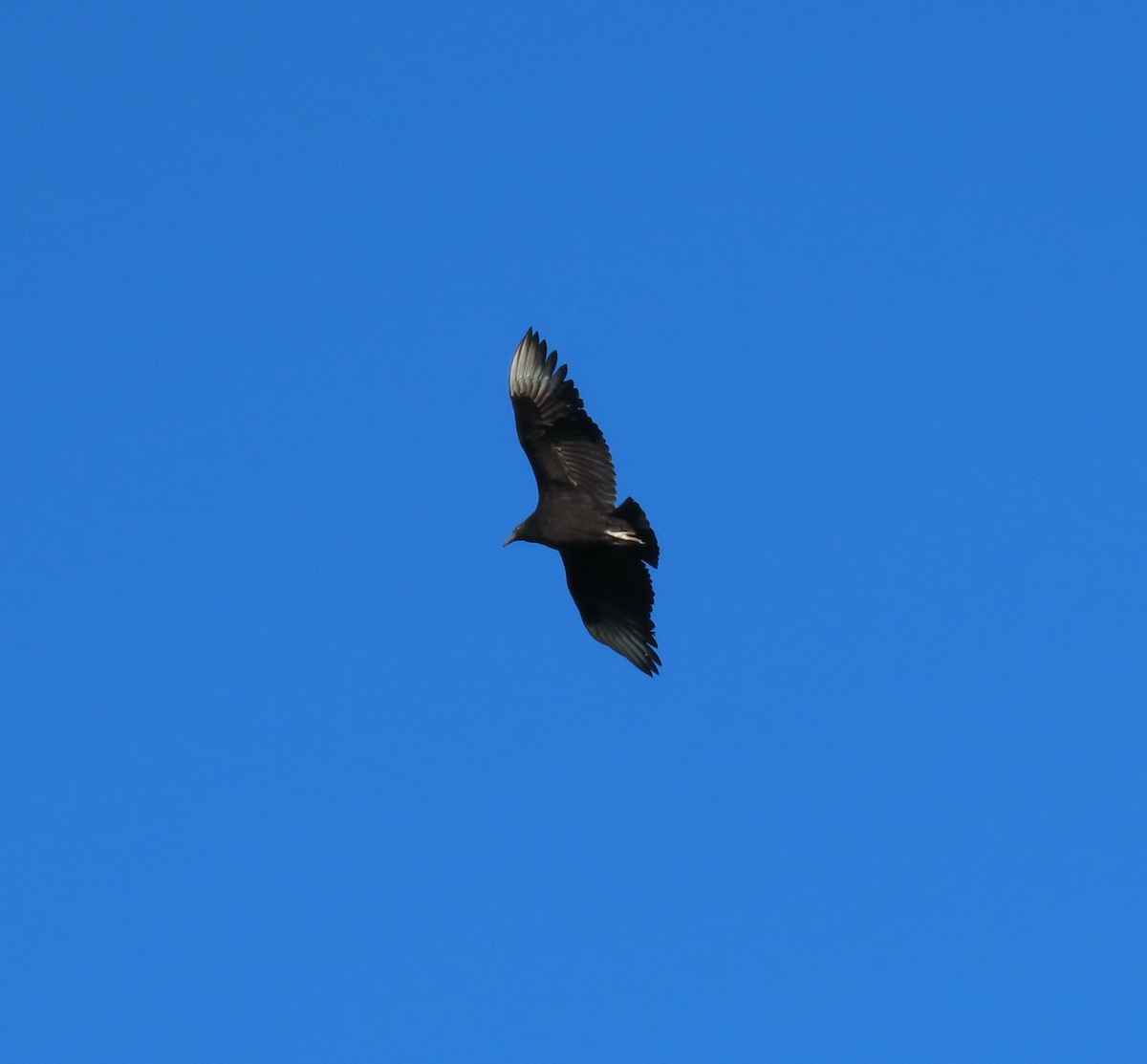 Black Vulture - ML647195414
