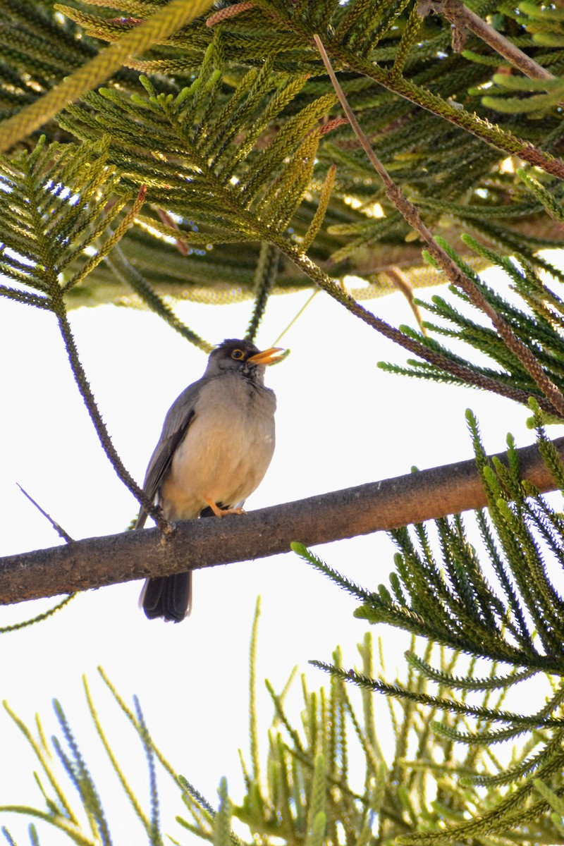 Austral Thrush - ML647195418