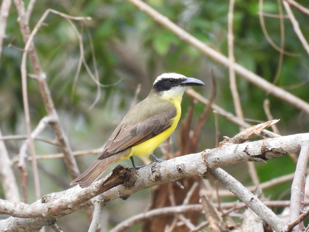 Boat-billed Flycatcher - ML647195426