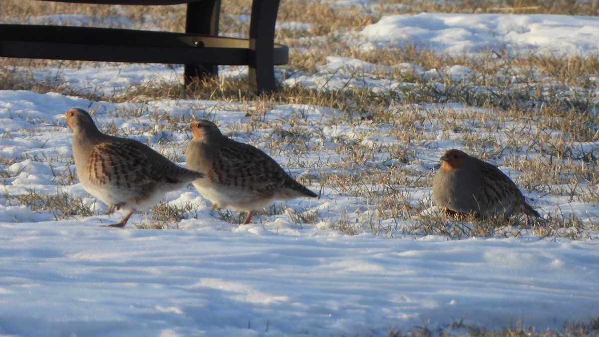 Gray Partridge - ML647195428