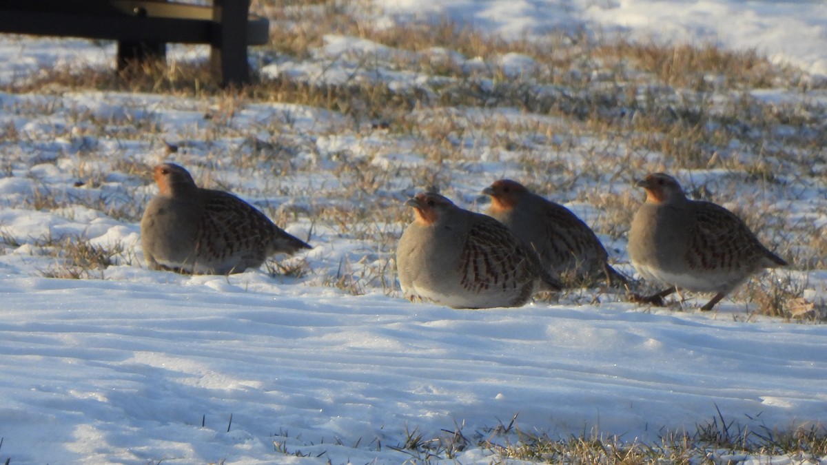 Gray Partridge - ML647195429