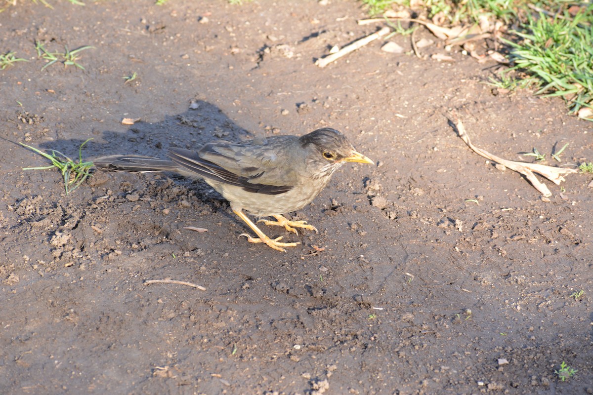 Fire-eyed Diucon - ML647195442