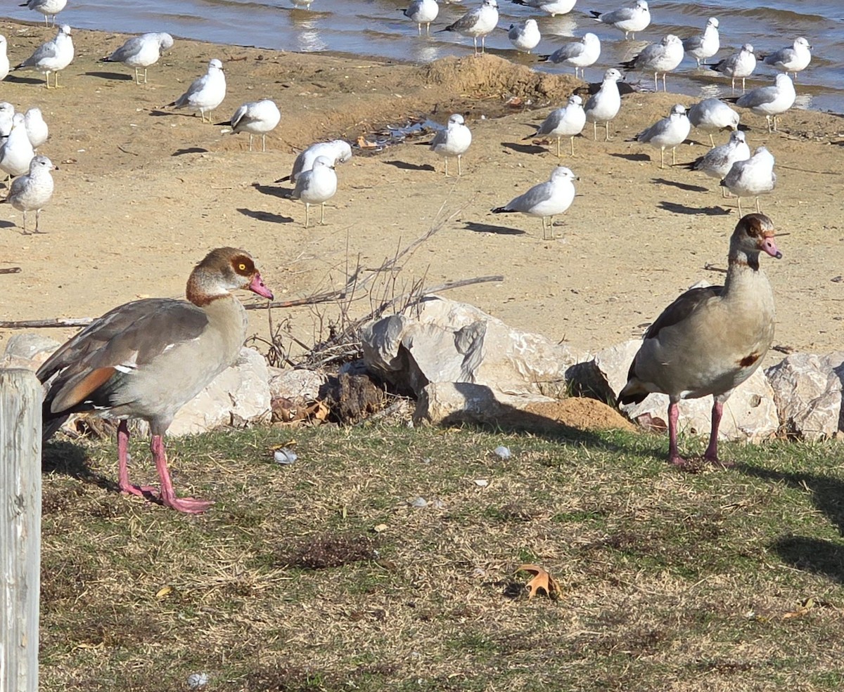 Egyptian Goose - ML647195451