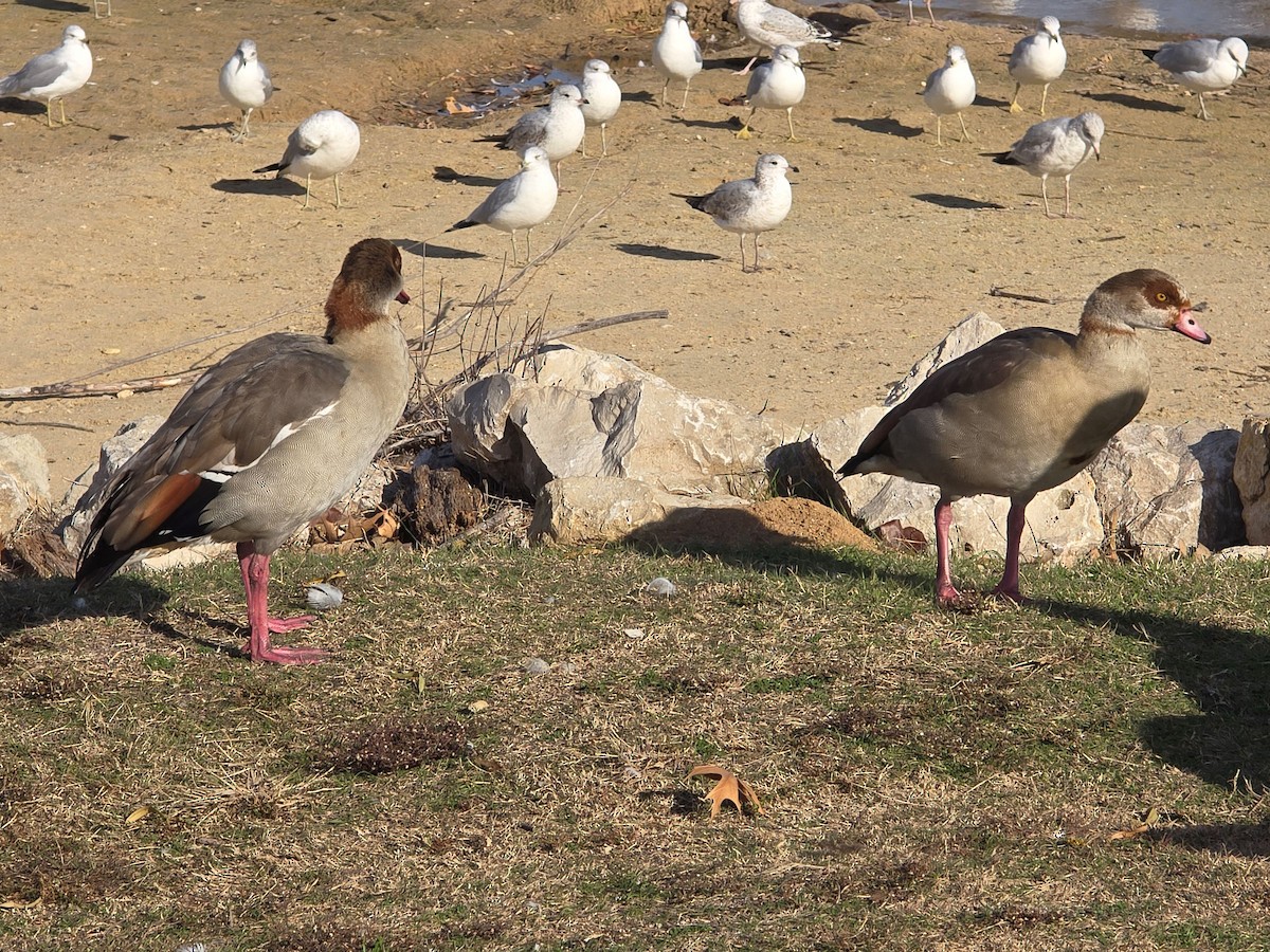 Egyptian Goose - ML647195452