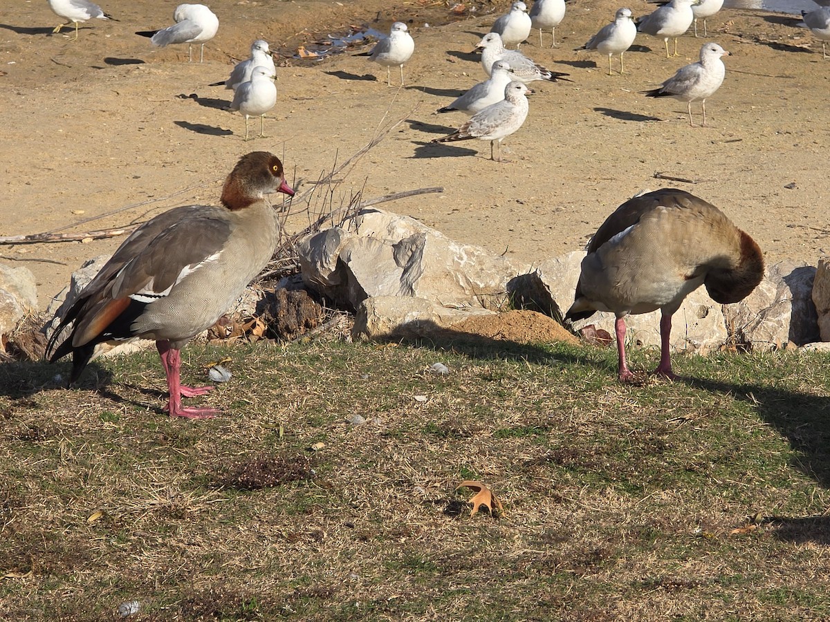 Egyptian Goose - ML647195453