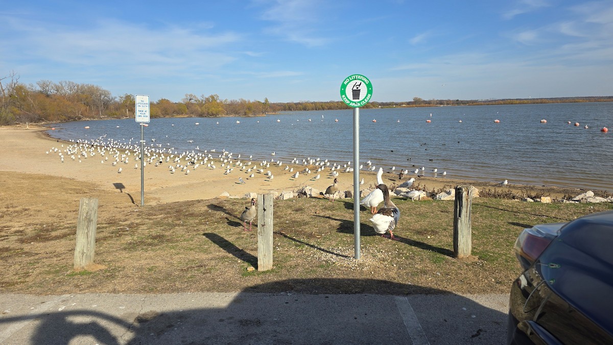 Ring-billed Gull - ML647195462